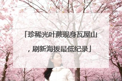珍稀光叶蕨现身瓦屋山，刷新海拔最低纪录