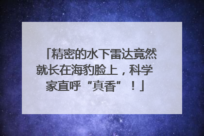 精密的水下雷达竟然就长在海豹脸上，科学家直呼“真香”！