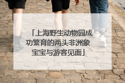 上海野生动物园成功繁育的两头非洲象宝宝与游客见面