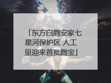 东方白鹳安家七星河保护区 人工巢迎来首批鹳宝