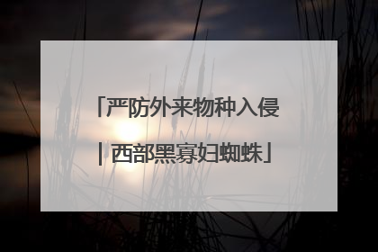 严防外来物种入侵｜西部黑寡妇蜘蛛