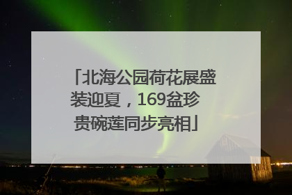 北海公园荷花展盛装迎夏，169盆珍贵碗莲同步亮相