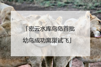 密云水库鸟岛首批幼鸟成功离巢试飞