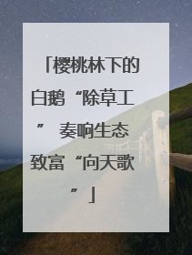 樱桃林下的白鹅“除草工” 奏响生态致富“向天歌”