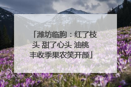 潍坊临朐：红了枝头 甜了心头 油桃丰收季果农笑开颜