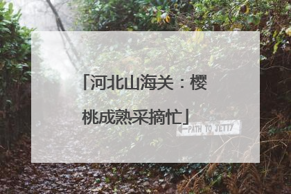 河北山海关：樱桃成熟采摘忙