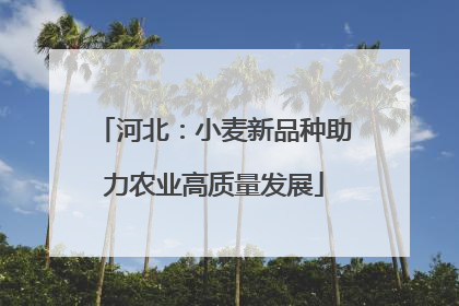 河北：小麦新品种助力农业高质量发展