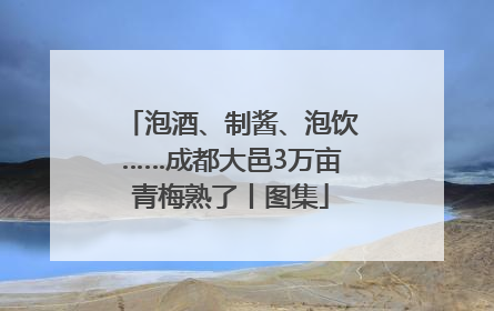 泡酒、制酱、泡饮……成都大邑3万亩青梅熟了丨图集