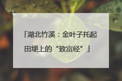 湖北竹溪：金叶子托起田埂上的“致富经”