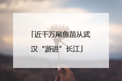 近千万尾鱼苗从武汉“游进”长江