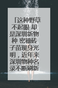 这种野草不起眼 却是深圳新物种 密穗砖子苗现身光明，近年来深圳物种名录不断刷新