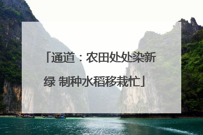 通道：农田处处染新绿 制种水稻移栽忙